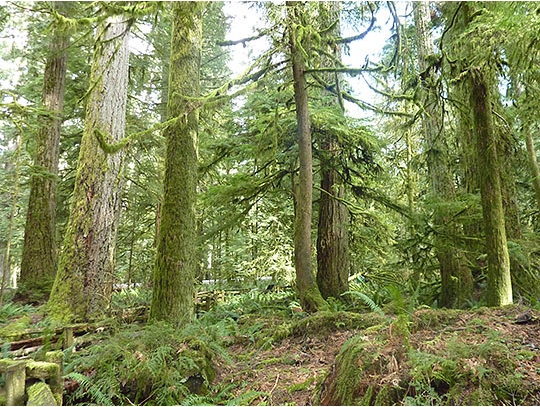 カナダの森、天然更新